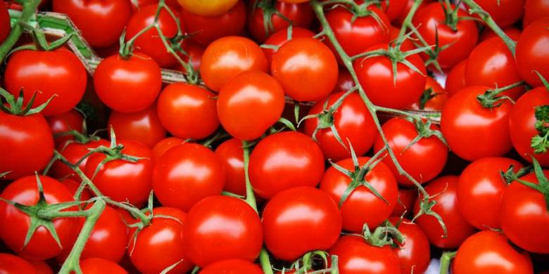 Manfaat Buah Tomat Untuk Penderita Ginjal